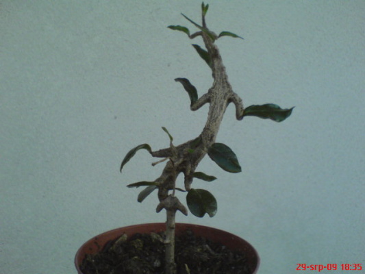 DSC02174.JPG