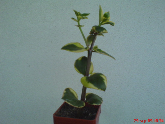 DSC02172.JPG