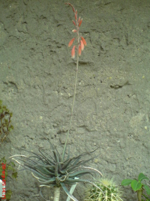 DSC02167.JPG