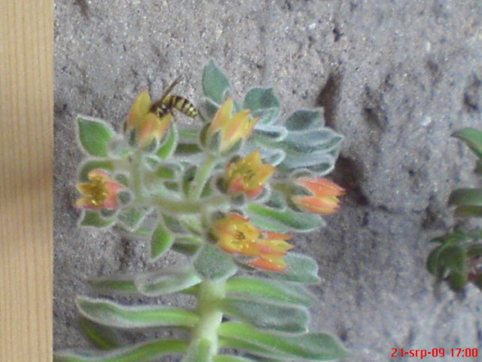 DSC02144.JPG