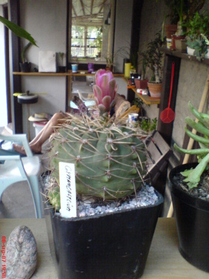 DSC00016.JPG