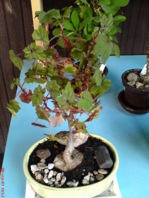 DSC00014.JPG