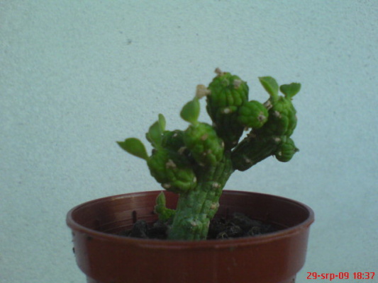 DSC02179.JPG