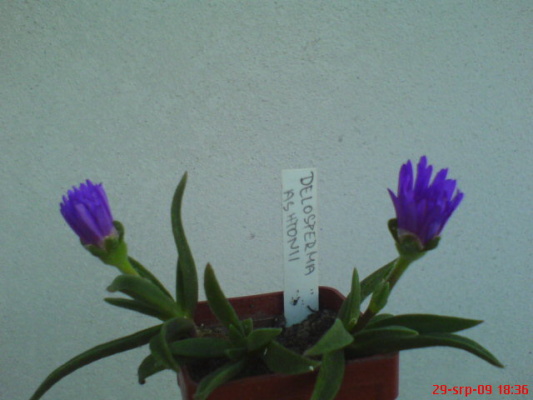 DSC02178.JPG