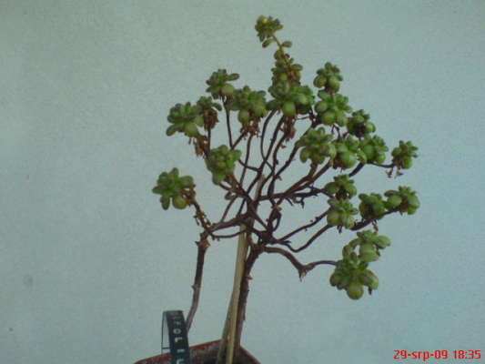 DSC02176.JPG